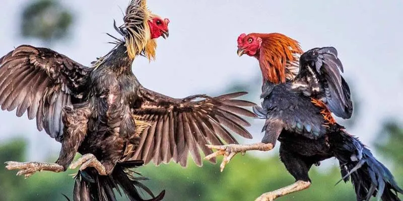 Sơ lược về loại hình giải trí đá gà đòn